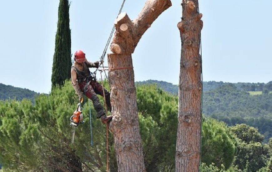 Elagage d'arbre